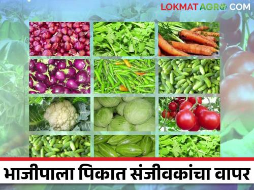 Bhajipala Lagwad : Benefits of Plant Growth hormones for more vegetable production in less time | Bhajipala Lagwad : कमी कालावधीत अधिक भाजीपाला उत्पादनासाठी संजीवकांचे फायदे