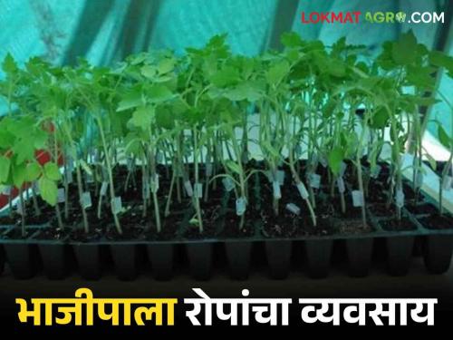 Latest News Earning lakhs from the sale of vegetable seedlings of young farmer Gadchiroli | Vegetable Seedling : भाजीपाला रोपे विक्रीतून लाखोंची कमाई, गडचिरोलीच्या तरुण शेतकऱ्याची कमाल