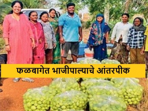 latets News Intercropping of vegetables in orchards An experiment farmer in Bhandara district | Success Story : भंडारा जिल्ह्यातील महिला शेतकऱ्याचा प्रयोग, तीन एकर फळबागायतीत भाजीपाल्याची शेती