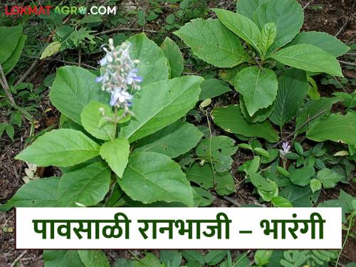 Latest News ranbhaji Bharangi wild vegetable, useful for stomach disorders, see full recipe | Bharangi Ranbhaji : पोटाच्या विकारावर उपयुक्त असलेली भारंगी रानभाजी, अशी आहे रेसिपी