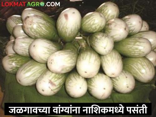 Latest News Jalgaon brinjal are preferred by Nashik citizenz | जळगावची वांगी नाशिकमध्ये खाताय भाव, दर वाढले तरीही पसंती