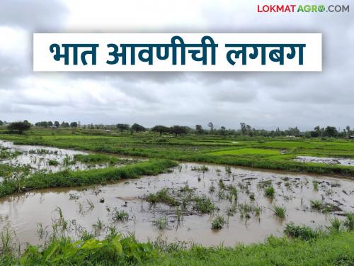Latest news bhat lagvad Rice cultivation in most districts of Maharashtra traditon paddy farming | Bhat Lagvad : 'जाई-बाई, सई-बाई, करा रोवणीची घाई..' भात आवणीची परंपरा कायम 