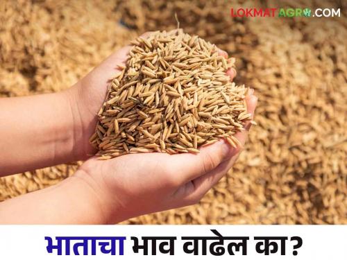 Paddy Market : The prices of pulses are increasing When increase the price of paddy | Paddy Market : कडधान्याचे दर वाढतायत भाताला भाव कधी?