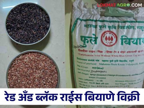 Latest News Want to plant black and red rice, simply contact here for seeds  | Red, Black Rice Seed : काळा आणि लाल भात लागवड करायचीय, बियाण्यांसाठी इथे साधा संपर्क 