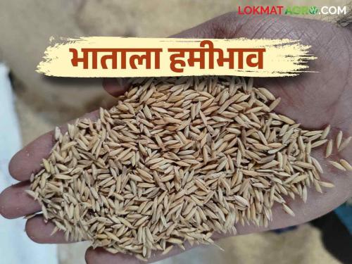 Paddy MSP : Guarantee price announced for paddy Online registration required for sale | Paddy MSP : भाताला हमीभाव जाहीर; विक्रीसाठी ऑनलाइन नोंदणी आवश्यक