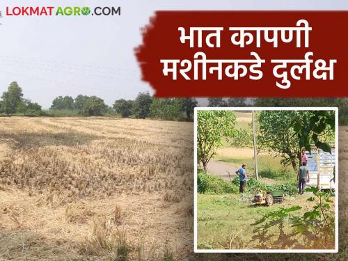 Latest News Paddy Harvesting Are farmers disapproving of paddy harvesting machines Know in detail  | Paddy Harvesting : भात कापणी मशीनला शेतकरी नापसंती देत आहेत? जाणून घ्या सविस्तर 