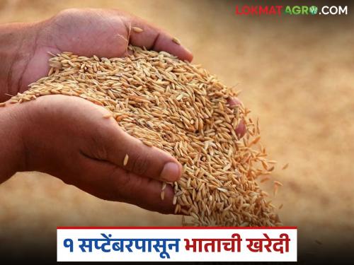 latest news Dhan Kharedi Paddy procurement in tamilnadu from September 1 see details | Dhan Kharedi : 'या' राज्यात 1 सप्टेंबरपासून धान खरेदी, प्रति क्विंटलला 'इतके' रुपये मिळणार