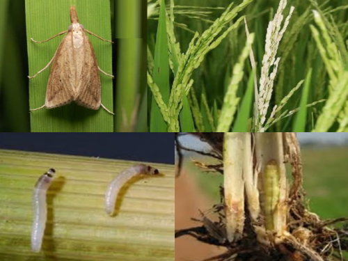 Infestation of stem borer on rice; How to control | भातावर खोड किडीचा प्रादुर्भाव; कसे कराल नियंत्रण