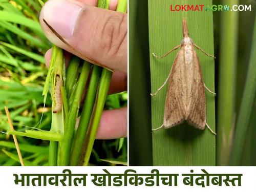 Bhat Khodkid : Simple solution for control of stem borer in paddy crop | Bhat Khodkid : भात पिकातील खोड किडीचा बंदोबस्त करण्यासाठी सोपे उपाय