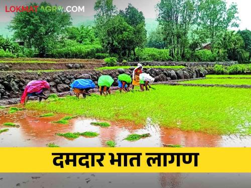 With the speed of planting paddy crop, machinery is also being used along with bullocks | भात रोपे लावणीला आला वेग बैलांसह यंत्राचाही होतोय वापर