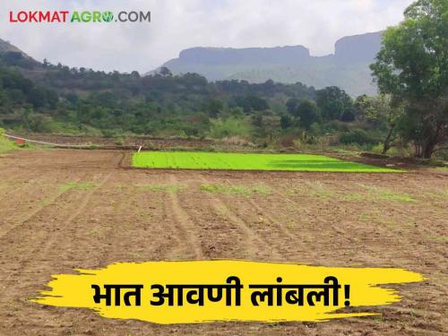 Latest news Paddy planting postponed due to lack of rain in nashik District | Paddy Farming : पाऊस रुसला, जमिनीत ओलचं नाही, भात लागवड करायची कशी? 