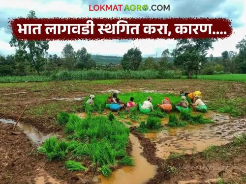 latest news Red alert in most parts of maharashtra instructions to suspend rice cultivation in few districts | राज्यातील बहुतांश भागात रेड अलर्ट, 'या' जिल्ह्यांत भात लागवड स्थगित करण्याच्या सूचना
