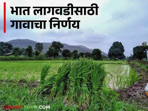 Latest News Single rate for rice cultivation, otherwise no certificates will be available, decision of villagers  | Rice Cultivation : भात लागवडीसाठी एकच दर, अन्यथा दाखले मिळणार नाही, गावकऱ्यांचा निर्णय 