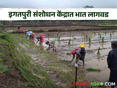 Latest News Nashik News Rice cultivation started in Igatpuri research center see details | Agriculture News : इगतपुरी संशोधन केंद्रात भात लागवड सुरु, 9 हेक्टरवर बिजोत्पादन तर 2 हेक्टरवर प्रयोग क्षेत्र