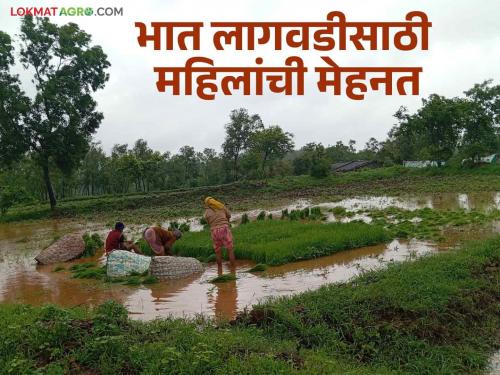 Latest News Women farmers forefront of rice cultivation in paddy farming works | Women Farmers : पावसाची तमा नाही, ना जीवाची पर्वा, तरीही 'ती' काळ्या मातीत पाय रोवून उभीचं! 