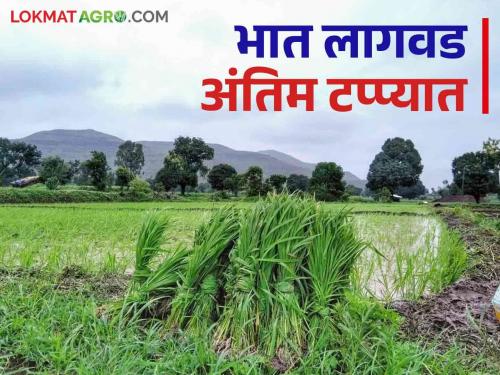 Latest News Paddy planting in Bhandara, Gondia, Gadchiroli, Chandrapur etc districts along with Nashik in final stage | Paddy Cultivation : भात लागवड आली अंतिम टप्प्यात, महिनाभर चालला आनंदाचा सोहळा! 