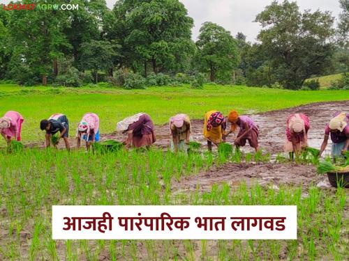 Latest News Bhat Lagvad Cultivation of fragrant, high-yielding rice in remote areas of Satpura | Bhat Lagvad : सातपुड्याच्या दुर्गम भागात सुगंधित, अधिक उत्पन्न देणाऱ्या भाताची लागवड 