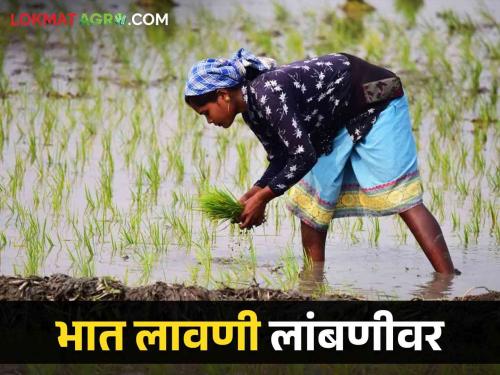 latest News rain lasted delay in paddy cultivation farmers fear of double sowing  | Agriculture News : पावसाची ओढ, भात लागवड लांबणीवर, शेतकऱ्यांना दुबार पेरणीची धास्ती 