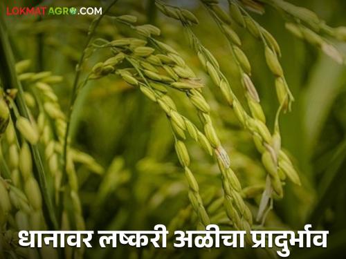 Latest News Paddy Crop Management Armyworm infestation on rice crop, how to manage it Read in detail  | Paddy Crop Management : भात पिकावर लष्करी अळीचा प्रादुर्भाव, असे करा व्यवस्थापन? वाचा सविस्तर 