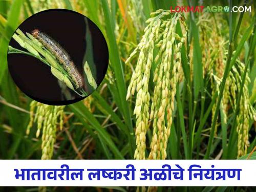 Lashkari Ali : Follow these steps to control fall armyworm in rice crop | Lashkari Ali : भात पिकातील लष्करी अळीचा बंदोबस्त करण्यासाठी असे करा उपाय