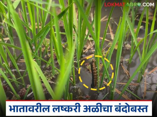 There is a possibility of armyworm infestation in paddy crop; should you take these measures to control it? | भात पिकात लष्करी अळीचा प्रादुर्भाव होण्याची शक्यता; नियंत्रणासाठी करा हे उपाय?