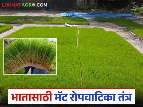 Now prepare rice seedlings in 12 to 15 days; How to make a nursery? Know in detail | आता १२ ते १५ दिवसांतच तयार करा भाताची रोपे; कशी कराल रोपवाटिका? जाणून घ्या सविस्तर