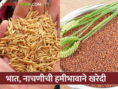 Minimum support price centers for purchase of paddy, ragi started at nine places in Kolhapur district | कोल्हापूर जिल्ह्यात नऊ ठिकाणी भात, नाचणी खरेदीसाठी हमीभाव केंद्रे सुरु