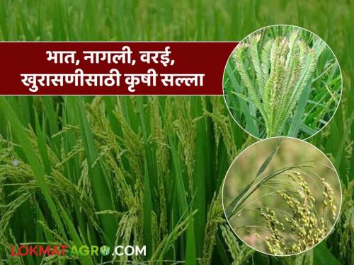Latest News Agricultural advice for rice, nagli, varai, khurasani in Nashik district, read in detail | नाशिक जिल्ह्यातील भात, नागली, वरई, खुरासणीसाठी कृषी सल्ला, वाचा सविस्तर 