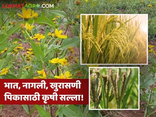 Latest News Crop Management Agricultural advice for rice, nagli, khurasani crop, how to manage Read in detail | Crop Management : भात, नागली, खुरासणी पिकासाठी कृषी सल्ला, असे करा व्यवस्थापन? वाचा सविस्तर