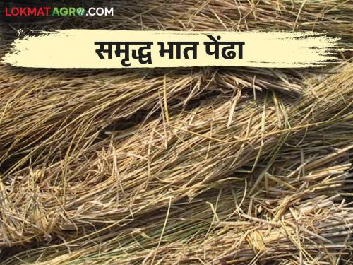 How to use paddy straw for provide silicone and potash nutrients in rice farming? | भात पेंढ्यातील पालाश व सिलीकॉन या अन्नद्रव्यांचा फेरवापर कसा करावा?