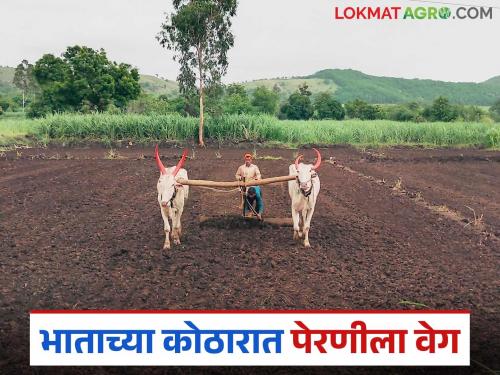 Sowing is speeding up in rice granaries in Sangli district; Which varieties do farmers prefer? | सांगली जिल्ह्यातील भाताच्या कोठारात पेरणीला वेग; शेतकऱ्यांची कोणत्या वाणांना पसंती?