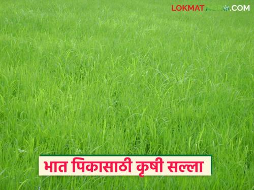 Latest news Paddy Farming Bhat Pik How much water should be available in the current rice crop Read in detail | सद्यस्थितीत भात पिकात किती पाणी असू द्यावे, कसे करावे व्यवस्थापन? वाचा सविस्तर 