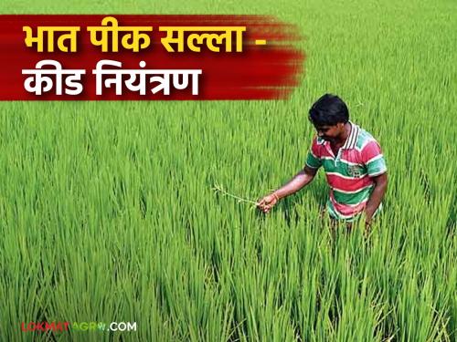 Latest news Paddy crop Management How to control pests stem borer, hopper fly and locusts in rice crop | भात पिकावर खोड किड, पोंग्यातील माशी व तुडतुडे या किडींचे नियंत्रण कसे कराल? 