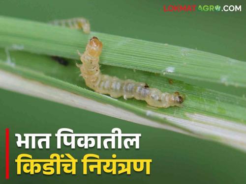 How to control these pests if they come in rice paddy crop | भात पिकात आल्यात ह्या किडी कसे कराल नियंत्रण