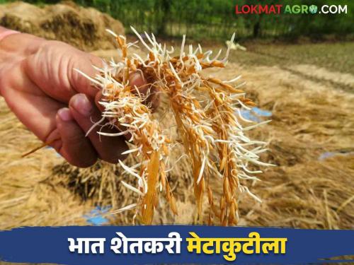 Konkan Bhat Sheti : yellow gold in Konkan that is paddy crop heavy loss become rain.. read in detail | Konkan Bhat Sheti : कोकणातील पिवळं सोनं मातीमोल होण्याची भीती.. वाचा सविस्तर