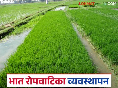What is the easiest way to prepare rice paddy seedlings? Learn in detail | भात पिकाची रोपे तयार करण्याची एकदम सोपी पद्धत कोणती? जाणून घ्या सविस्तर