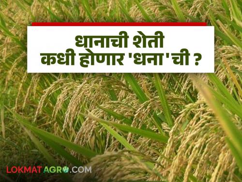 Latest news Area reduced due to lack of money in rice farming in maharashtra | जिथं पैसा ती शेती वाढली, भाताला भाव नाही ना, हमीभाव, भात शेतीकडे दुर्लक्ष 
