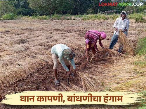 Latest News Paddy Production Paddy harvesting, labor shortage for construction Read daily wage | Paddy Harvesting : भात कापणी, बांधणीला मजुरांची टंचाई, दिवसाला किती रुपये मजुरी? वाचा सविस्तर  