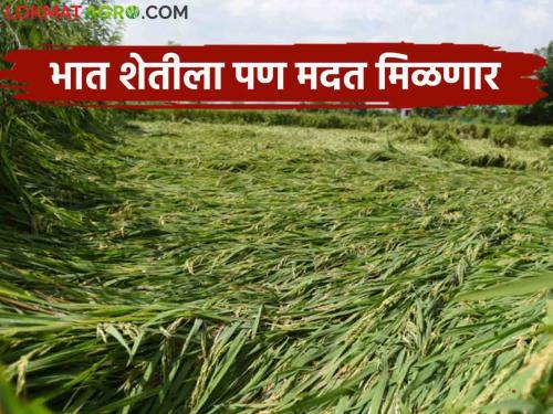 After soybeans and cotton, now if the rice crop is damaged, help will be given | सोयाबीन व कापूस नंतर आता भात पिकाचे नुकसान झाले तर मदत मिळणार