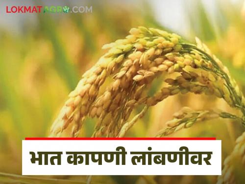 Latest News Paddy Crop Rice harvest delayed due to rains in nashik district and kokan see details | Paddy Crop : पावसामुळे भात कापणी लांबणीवर, शेतकरी चिंतेत, वाचा सविस्तर