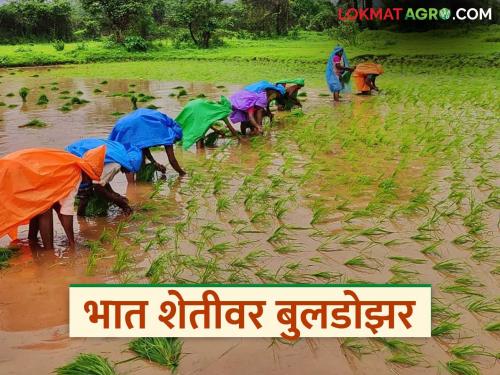 Bulldozers on 25,000 hectares of rice fields; What will they eat if there is no more farmland left? | २५ हजार हेक्टर भातशेतीवर बुलडोझर; शेतजमीन शिल्लक राहिली नाही तर खाणार काय?