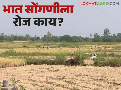 Paddy Harvesting : | Paddy Harvesting : भात सोंगणीला 500 रुपये रोज देऊनही मजूर मिळेना, वाचा सविस्तर