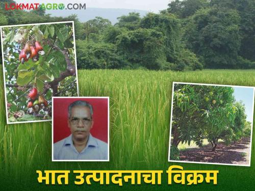 Farmer Success Story : Chandrakant set a record by producing 192 quintals of rice in 24 bundles | Farmer Success Story : चंद्रकांत यांनी २४ गुंठ्यात १९२ क्विंटल भाताचे उत्पादन घेऊन केला विक्रम