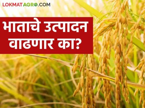 Latest News Paddy Crop Rains damaged paddy crop in maharashtra, how is production rice | Paddy Crop : राज्यात पावसाने भात पिकाची दाणादाण, यंदा उत्पादन वाढणार का? वाचा सविस्तर