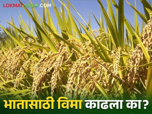 Pikvima: Insurance of 50 thousand for paddy crop is available for one rupee | Pikvima: भात पिकासाठी एक रुपयात मिळतोय ५० हजारांचा विमा