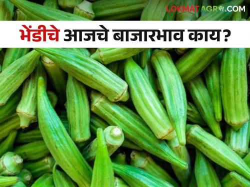 Okra Market: Okra arrival increased in Pune; However, the rate has decreased | Okra Market : पुण्यात भेंडीची आवक वाढली; मात्र दरात घट