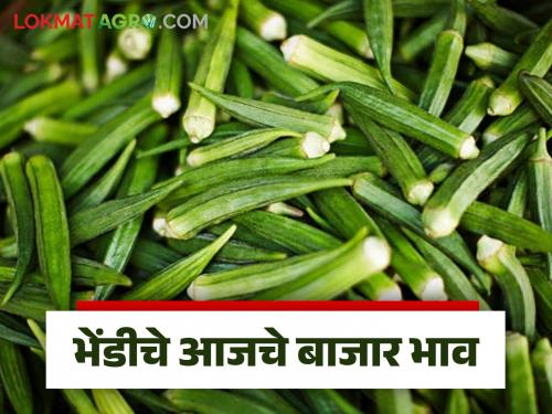 Okra Market:  | Okra Market : मुंबईत भेंडी तेजीत