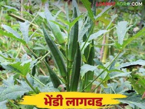 Bhendi Lagwad : Okra crop is profitable in Rabi season How to cutivate? | Bhendi Lagwad : रब्बी हंगामात भेंडी पिक ठरतेय फायदेशीर कशी कराल लागवड?