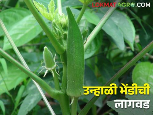 okra vegetable get good market price in summer; How to cultivate | कोवळी लुसलुशीत भेंडी उन्हाळ्यात देईल चांगले पैसे; कशी कराल लागवड