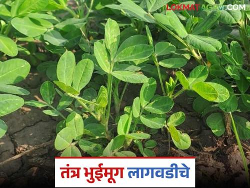 Groundnut cultivation is possible even in Kharif in drained land; how will you manage it? | पाण्याचा निचरा होणाऱ्या जमिनीत खरीपातही भुईमूग लागवड शक्य; कसे कराल व्यवस्थापन?